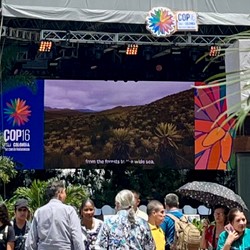 CISP alla COP16: Dalla Colombia al mondo, un impegno concret ... Immagine 3