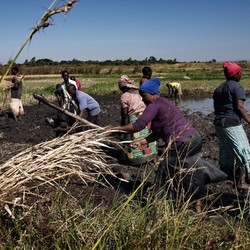 Sécurité alimentaire au Malawi Image 5