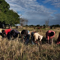 Sécurité alimentaire au Malawi Image 8